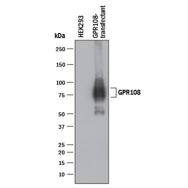 Western blot shows lysates of HEK293T human embryonic kidney cell line (wild type) and HEK293T human embryonic kidney cell line transfected with human GPR108. PVDF membrane was probed with 1 µg/mL of Mouse Anti-Human GPR108 Monoclonal Antibody (Catalog # MAB11128) followed by HRP-conjugated Anti-Mouse IgG Secondary Antibody (HAF018). A specific band was detected for GPR108 at approximately 75-80 kDa (as indicated). This experiment was conducted under reducing conditions and using Western Blot Buffer Group 1.
