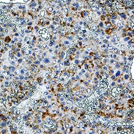 Immunohistochemistry Adenosine A1R Antibody (1051024) [Unconjugated]