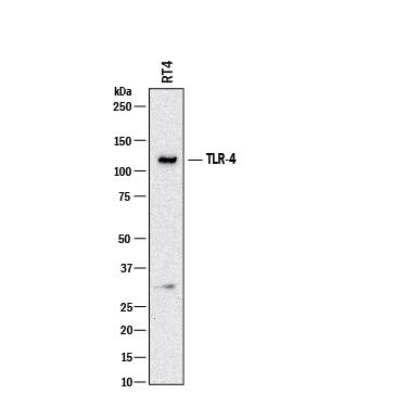 Western blot shows lysates of RT4 human bladder carcinoma cell line. PVDF membrane was probed with 2 µg/mL of Mouse Anti-Human TLR4 Monoclonal Antibody (Catalog # MAB11187) followed by HRP-conjugated Anti-Mouse IgG Secondary Antibody (HAF018). A specific band was detected for TLR4 at approximately 125 kDa (as indicated). This experiment was conducted under reducing conditions and using Immunoblot Buffer Group 1.