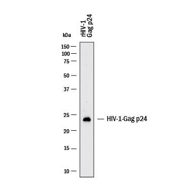 Western blot shows lysates of rHIV-1 Gag p24. PVDF membrane was probed with 1 µg/mL of Mouse Anti-Viral HIV‑1 Gag p24 Monoclonal Antibody (Catalog # MAB11188) followed by HRP-conjugated Anti-Mouse IgG Secondary Antibody (HAF018). A specific band was detected for HIV‑1 Gag p24 at approximately 23 kDa (as indicated). This experiment was conducted under reducing conditions and using Western Blot Buffer Group 1.
