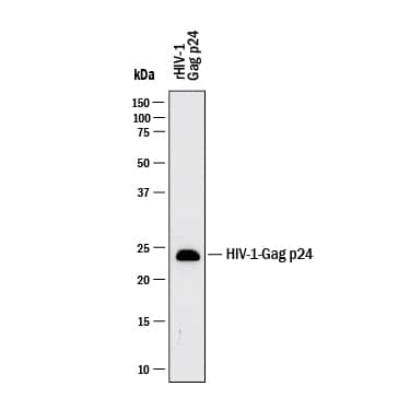 Western blot shows lysates of rHIV-1 Gag p24. PVDF membrane was probed with 1 µg/mL of Mouse Anti-Viral HIV‑1 Gag p24 Monoclonal Antibody (Catalog # MAB11189) followed by HRP-conjugated Anti-Rabbit IgG Secondary Antibody (HAF008). A specific band was detected for HIV‑1 Gag p24 at approximately 23 kDa (as indicated). This experiment was conducted under reducing conditions and using Western Blot Buffer Group 1.
