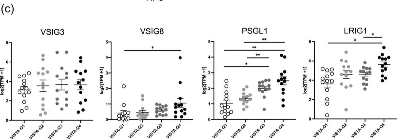 Human and mouse MB tumor cells exhibit in vitro expression of VISTA binding partners and are translationally relevant. (a) Cells gated on live singlets, then further gated based on GFP expression. Histograms (blue) representing in vitro expression of VSIG8 and VSIG3 in human MB cell lines (D283-MED and D425-MED) and our GFP+ mouse medulloblastoma cell line (mCB DNp53 MYC). Fluorescence minus one control represented in gray, and isotype control represented in green. (b) Western blot analysis confirming expression of VSIG3 and VSIG8 and relative absence of VISTA from human and mouse medulloblastoma tumor cell lines (n = 3). Uncropped blots are shown in File S2. (c) Transcriptome analysis of 52 human MB patient samples. X-axis represents quartile distribution of VISTA expression levels: Q1 (lowest 25%), Q2 (next 25%), Q3 (third 25%), and Q4 (highest 25%). Y-axis represents log2 [TPM+1]. Bar graphs representing VISTA transcript (C10orf54) expression correlation with VSIG3, VSIG8, and PSGL1 and LRIG1. Error bars represent standard error of the mean (SEM), and p-values were calculated using a Mann–Whitney test and corrected for multiple comparisons. The asterisks indicate adjusted p-values as follows: * padj < 0.05, ** padj < 0.01. Image collected and cropped by CiteAb from the following open publication (//pubmed.ncbi.nlm.nih.gov/39123357), licensed under a CC-BY license. Not internally tested by R&D Systems.