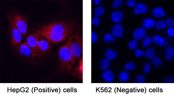 Hepassocin/FGL1 was detected in immersion fixed HepG2 human hepatocellular carcinoma cell line (positive) and K562 human chronic myelogenous leukemia cell line (negative) using Mouse Anti-Human Hepassocin/FGL1 Monoclonal Antibody (Catalog # MAB112302) at 8 &micro;g/mL for 3 hours at room temperature. Cells were stained using the NorthernLights&trade; 557-conjugated Anti-Mouse IgG Secondary Antibody (red; Catalog # NL007) and counterstained with DAPI (blue). Specific staining was localized to cytoplasm. View our protocol for Fluorescent ICC Staining of Cells on Coverslips.