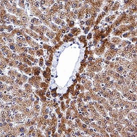 Hepassocin/FGL1 was detected in immersion fixed paraffin-embedded sections of human liver using Mouse Anti-Human Hepassocin/FGL1 Monoclonal Antibody (Catalog # MAB112302) at 5 &micro;g/mL for 1 hour at room temperature followed by incubation with the Anti-Mouse IgG VisUCyte&trade; HRP Polymer Antibody (Catalog # VC001). Before incubation with the primary antibody, tissue was subjected to heat-induced epitope retrieval using VisUCyte Antigen Retrieval Reagent-Basic (Catalog # VCTS021). Tissue was stained using DAB (brown) and counterstained with hematoxylin (blue). Specific staining was localized to cytoplasm in hepatocytes. View our protocol for IHC Staining with VisUCyte HRP Polymer Detection Reagents.