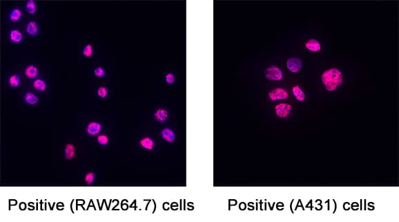 SLX4 was detected in immersion fixed RAW 264.7 Mouse Monocyte/Macrophage Cell line (Mouse) and A431 Human Epithelial Carcinoma Cell Line (Human) Cells using Rabbit Anti-Human SLX4 Monoclonal Antibody (Catalog # MAB11246) at 3 &micro;g/mL for 3 hours at room temperature. Cells were stained using the NorthernLights&trade; 557-conjugated Anti-Rabbit IgG Secondary Antibody (red; Catalog # NL004) and counterstained with DAPI (blue). Specific staining was localized to cell nuclei. View our protocol for Fluorescent ICC Staining of Cells on Coverslips.