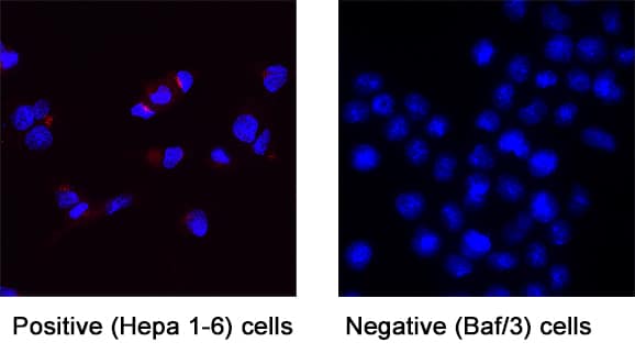 Hepassocin/FGL1 was detected in immersion fixed Hepa 1‑6 Mouse Hepatoma Cell Line (Positive) and BaF3 Mouse Pro-B Cell Line (Negative) Cells using Rabbit Anti-Mouse Hepassocin/FGL1 Monoclonal Antibody (Catalog # MAB11247) at 8 &micro;g/mL for 3 hours at room temperature. Hepa 1-6 cells were treated with 3uM Monensin for 3 hours. Cells were stained using the NorthernLights&trade; 557-conjugated Anti-Rabbit IgG Secondary Antibody (red; Catalog # NL004) and counterstained with DAPI (blue). Specific staining was localized to cytoplasm. View our protocol for Fluorescent ICC Staining of Cells on Coverslips.