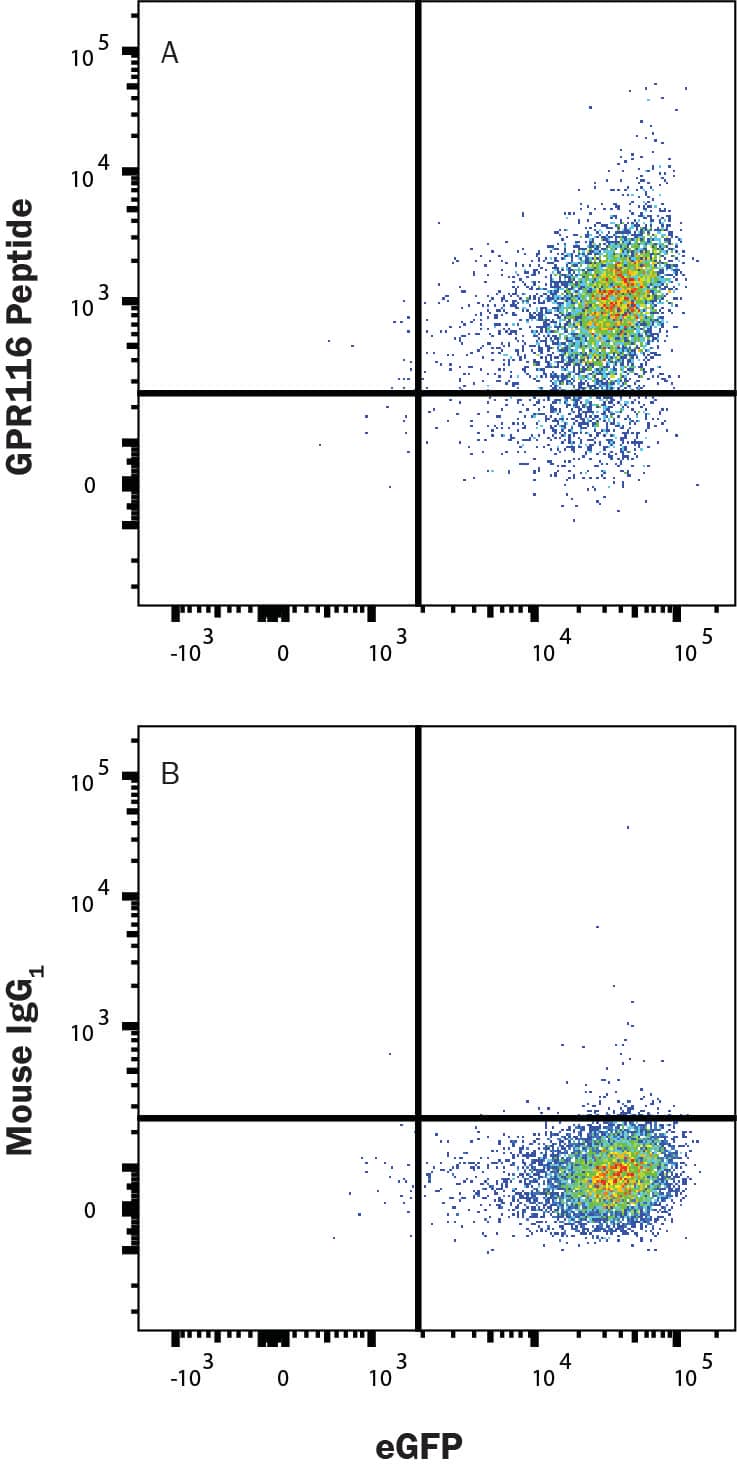 HEK293 human cell line transfected with human GPR116 was stained with either (A) Mouse Anti-Human GPR116 Monoclonal Antibody (Catalog # MAB112481) or (B) Mouse IgG1 Isotype Control (MAB002), followed by APC-conjugated anti-mouse IgG secondary antibody (F0101B). Staining was performed using our  Staining Membrane-associated Proteins. 