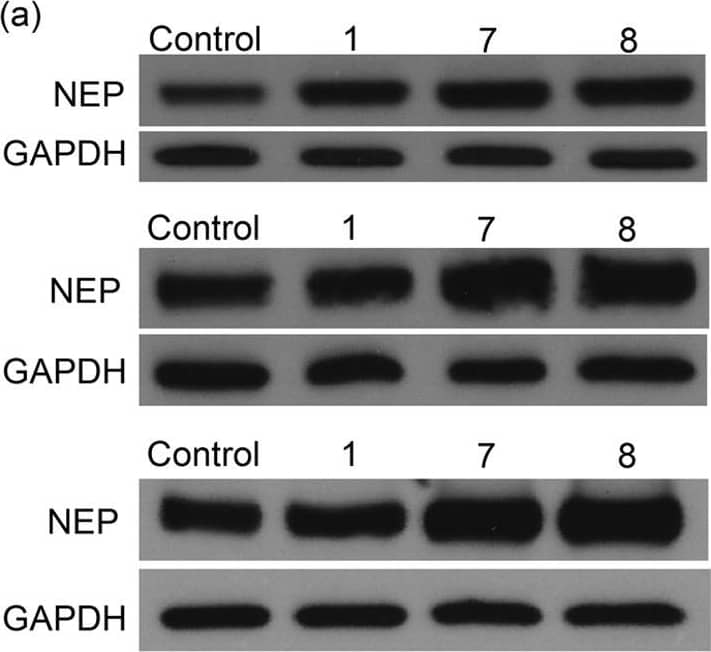 Western blot analysis and quantitative densitometry for NEP levels in RA-differentiated SH-SY5Y cells.The cells were incubated with 0.5% DMSO (control) or 5 μM curcumin (no. 1) or compound 7 or 8 for 24 h, then NEP protein in the cell membrane fraction was measured by western blotting. (a) Western blotting results of three independent experiments. GAPDH was used as the loading control. (b) The quantification of NEP protein levels by Image J. The NEP intensities were normalized to the GAPDH intensities for three independent experiments. Data are presented as the mean ± SD; ns, not significant; **p < 0.01 compared to the DMSO-treated control group by Student’s t-test. Image collected and cropped by CiteAb from the following open publication (//pubmed.ncbi.nlm.nih.gov/27407064), licensed under a CC-BY license. Not internally tested by R&D Systems.