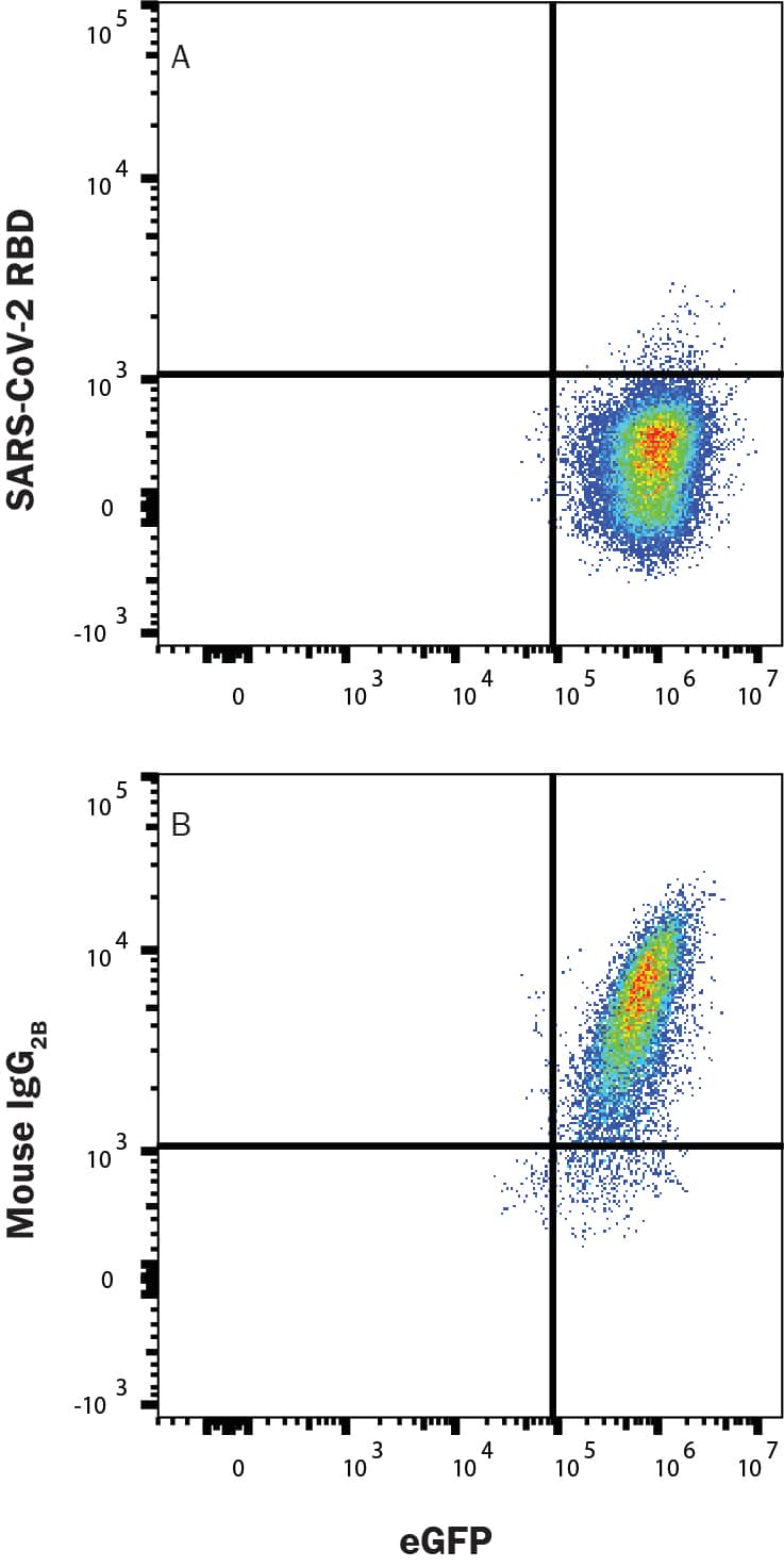In a functional flow cytometry test, Recombinant SARS-CoV2-RBD-E484K N501Y His-tagged protein (10788-CV) binds to HEK293 human embryonic kidney cell linetransfected with recombinant human ACE-2 and eGFP. (A) Binding is completely blocked by 25 μg/mL of Mouse Anti-SARS2-RBD Antibody (Catalog #MAB11290) but not by (B) Mouse IgG2B Isotype Control (MAB004). Protein binding was detected with Mouse Anti-His APC-conjugated Monoclonal Antibody (IC050A). Staining was performed using our Staining Membrane-associated Proteins protocol.