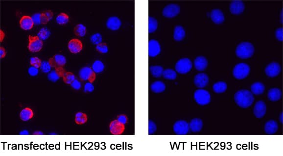 Spike RBD was detected in immersion fixed Transfected & absent in Wild Type HEK293 Human Embryonic Kidney Cell Line using Mouse Anti-SARS-CoV-2 Spike RBD Monoclonal Antibody (Catalog # MAB11292) at 8 &micro;g/mL for 3 hours at room temperature. Cells were stained using the NorthernLights&trade; 557-conjugated Anti-Mouse IgG Secondary Antibody (red; Catalog # NL007) and counterstained with DAPI (blue). Specific staining was localized to cell surface and cytoplasm. View our protocol for Fluorescent ICC Staining of Cells on Coverslips.
