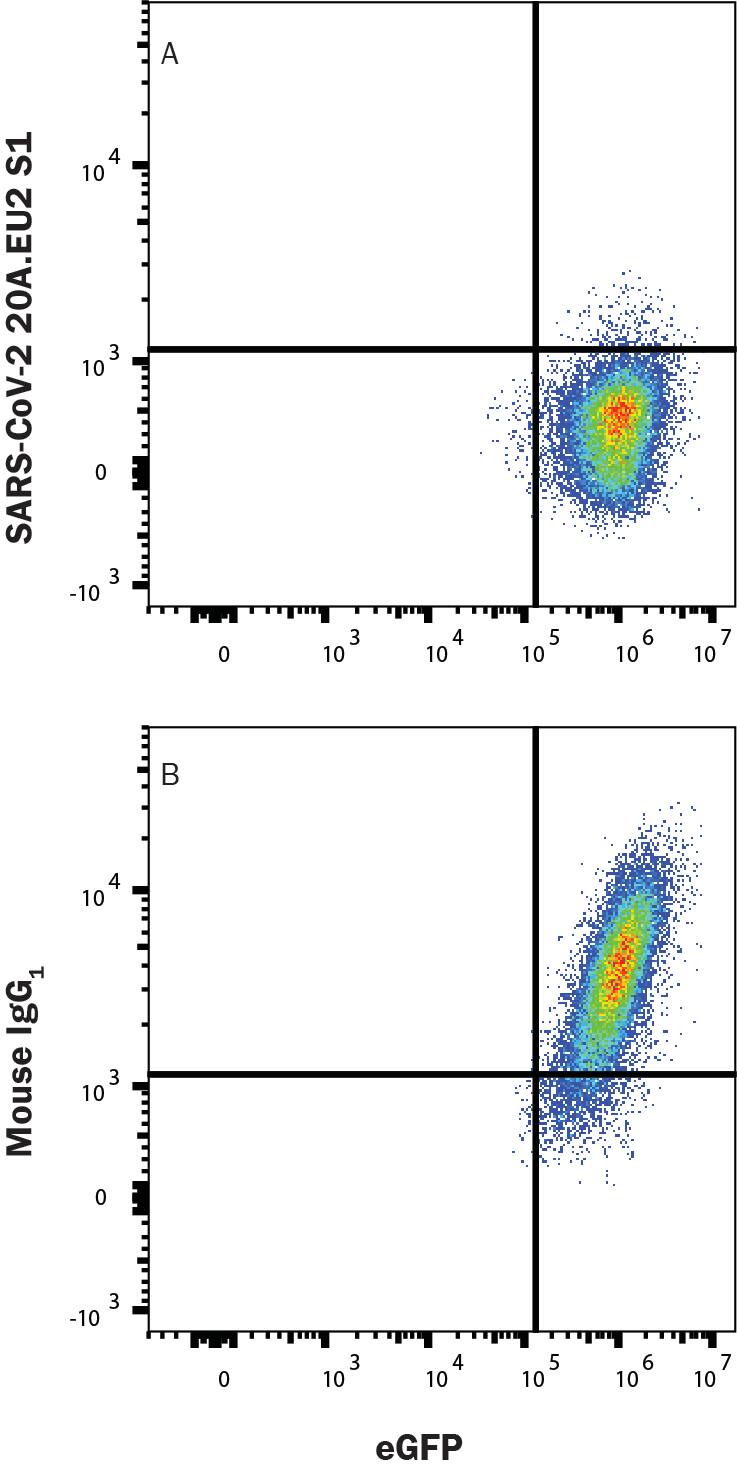 In a functional flow cytometry test, Recombinant SARS-CoV2 20A.EU2 S1 His-tagged protein (10780-CV) binds to HEK293 human embryonic kidney cell line transfected with recombinant human ACE-2 and eGFP. (A) Binding is completely blocked by 25 µg/mL of Mouse Anti-SARS2-20A.EU2 S1 Antibody (Catalog # MAB11294) but not by (B) Mouse IgG1 Isotype Control (MAB002). Protein binding was detected with Mouse Anti-His APC-conjugated Monoclonal Antibody (IC050A). Staining was performed using our Staining Membrane-associated Proteins protocol.