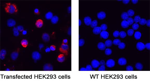 Spike RBD was detected in immersion fixed Transfected & absent in Wild Type HEK293 Human Embryonic Kidney Cell Line using Mouse Anti-SARS-CoV-2 Spike RBD Monoclonal Antibody (Catalog # MAB11294) at 8 &micro;g/mL for 3 hours at room temperature. Cells were stained using the NorthernLights&trade; 557-conjugated Anti-Mouse IgG Secondary Antibody (red; Catalog # NL007) and counterstained with DAPI (blue). Specific staining was localized to cytoplasm. View our protocol for Fluorescent ICC Staining of Cells on Coverslips.