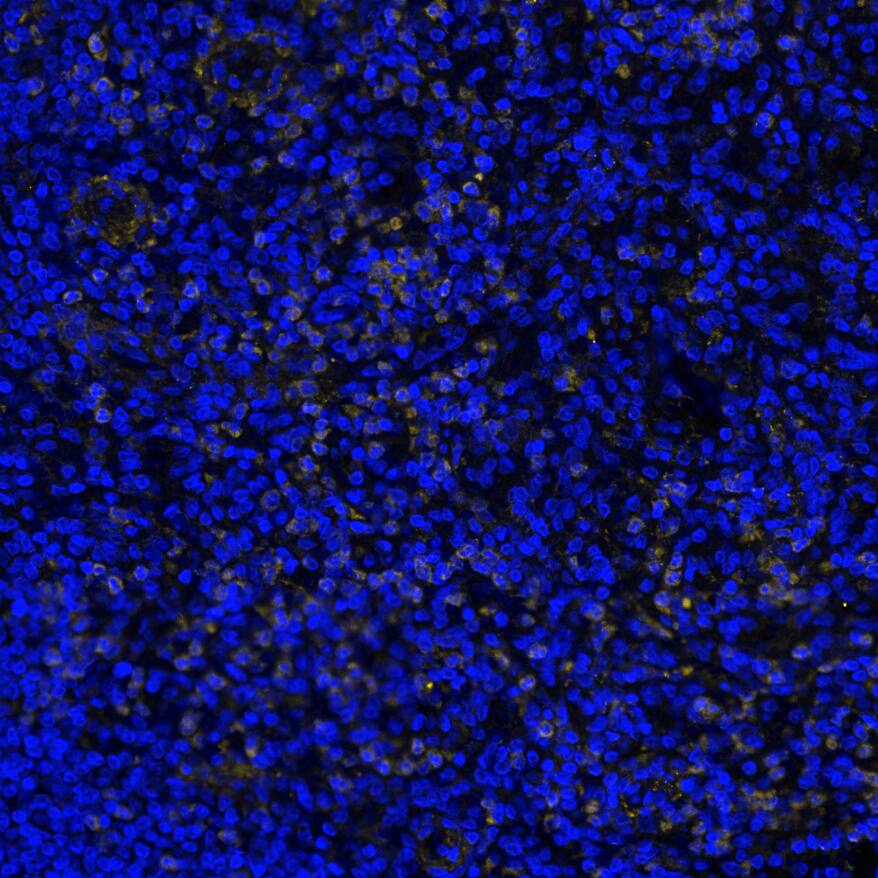 CD33 was detected in immersion fixed paraffin-embedded sections of human lymph node using Mouse Anti-Human CD33, Monoclonal Antibody (Catalog # MAB11371) at 15ug/mL at 37 ° Celsius for 4 minutes. Before incubation with the primary antibody, tissue underwent an all-in-one dewaxing and antigen retrieval preprocessing using PreTreatment Module (PT Module) and Dewax and HIER Buffer H (pH 9; Epredia Catalog # TA-999-DHBH). Tissue was stained using the Alexa Fluor™ 647 Goat anti-Mouse IgG Secondary Antibody at 1:200 at 37 ° Celsius for 2 minutes. (Yellow; Lunaphore Catalog # <A class=