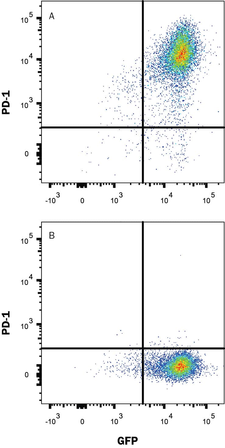 HEK 293 cells transfected with eGFP and hPD-1 (A) or irrelevant protein (B) were stained with Human Anti-Human PD-1 (Research Grade PembrolizumabBiosimilar) Monoclonal Antibody (Catalog # MAB11380) followed by Goat Anti-Human IgG Allophycocyanin  (Catalog # F0135). View our protocol for Staining Membrane-associated Proteins. 