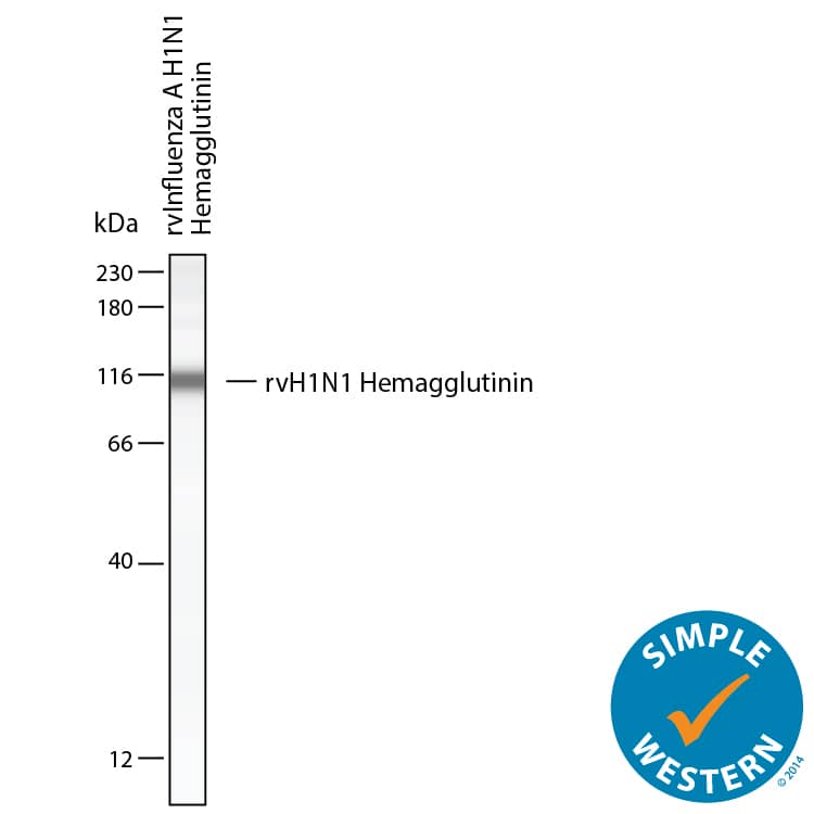 Simple Western lane view shows lysates of rvInfluenza A H1N1 Hemagluttinin, loaded at 200 ng/ml. A specific band was detected for Hemagglutinin at approximately 111 kDa (as indicated) using 25 µg/mL of Rabbit Anti-Influenza A Virus H1N1 Hemagglutinin Monoclonal Antibody (Catalog # MAB113961). This experiment was conducted under reducing conditions and using the 12-230 kDa separation system.