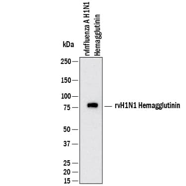 Western blot shows lysates of rvInflluenza A H1N1 Hemagglutinin. PVDF membrane was probed with 1 µg/mL of Rabbit Anti-Influenza A Virus H1N1 Hemagglutinin Monoclonal Antibody (Catalog # MAB113961) followed by HRP-conjugated Anti-Rabbit IgG Secondary Antibody (Catalog # HAF008). A specific band was detected for Hemagglutinin at approximately 75 kDa (as indicated). This experiment was conducted under reducing conditions and using Western Blot Buffer Group 1