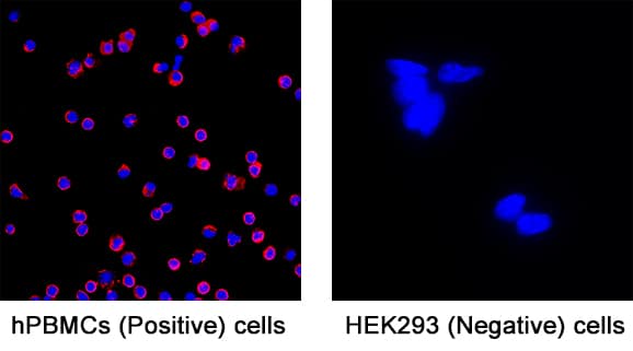 CD45RB was detected in immersion fixed Human PBMCs (positive) and absent in HEK293 human embryonic kidney cells (negative) using Mouse Anti-Human CD45RB Monoclonal Antibody (Catalog # MAB11434) at 8 µg/mL for 3 hours at room temperature. Cells were stained using the NorthernLights™ 557-conjugated Anti-Mouse IgG Secondary Antibody (red; Catalog # NL007) and counterstained with DAPI (blue). Specific staining was localized to cell surface. View our protocol for Fluorescent ICC Staining of Cells on Coverslips.