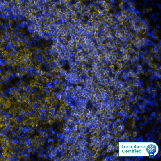 Multiplex Immunofluorescence CD45RA Antibody (1069433) [Unconjugated]