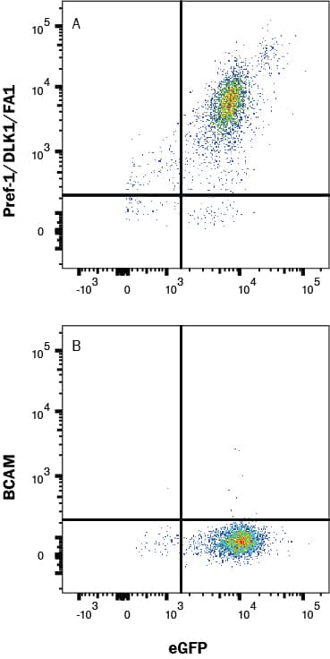 HEK293/Pref-1/eGFP (A) vs Irrelevant transfectants (B) were stained with Mouse Anti-Human Pref‑1/DLK1/FA1 Monoclonal Antibody (Catalog # MAB1144) followed by Allophycocyanin-conjugated Anti-Mouse IgG Secondary Antibody (Catalog # F0101B). View our protocol for Staining Membrane-associated Proteins. 