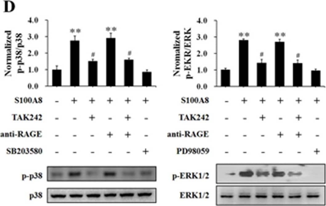 The effects of blocking TLR4 and RAGE on S100A8, S100A9 and S100A8/A9 stimulation of HUVECs.HUVECs were stimulated with S100A8 (2.0 µg/mL) (A, D), S100A9 (2.0 µg/mL) (B, E) and S100A8/A9 (2.0 µg/mL) (C, F) for 120 min with or without 60 min pre-incubation with specific blockers (TAK242 (5 µM) for TLR4 and anti-human RAGE antibody (10 µg/mL) for RAGE). Then the TER was measured (A, B and C). All data are presented as mean ± s.d. of four independent experiments. Phosphorylation of p38 (p-p38) and ERK1/2 (p-ERK1/2) were also assessed by Western blotting (D, E and F). The ratio of immunointensity between the phosphorylation of p38 and ERK1/2 (p-p38 and p-ERK) and total p38 and ERK1/2 (p38 and ERK) were calculated (D, E and F). The results are expressed in mean ± s.d. from three independent experiments. **P<0.01 vs. Control; #P<0.05 vs. S100A8/S100A9; ♣P<0.05 vs. S100A8/S100A9+TAK242+anti-RAGE. Image collected and cropped by CiteAb from the following open publication (//pubmed.ncbi.nlm.nih.gov/24595267), licensed under a CC-BY license. Not internally tested by R&D Systems.