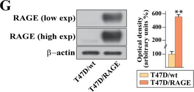 Validation of RAGE-overexpressing BC cells. A Kaplan–Meier plot showing the association of RAGE mRNA expression with the progression free interval (PFI) of the TCGA ER-positive BC patients. Samples were divided into RAGE high and low groups using the optimum cut-off. B-C Morphological appearance of wild type (MCF7/wt and T47D/wt) and RAGE-overexpressing (MCF7/RAGE and T47D/RAGE) cells in phase-contrast microscopy; scale bar: 250 μm. Enlarged details are shown in the separate boxes. Flow cytometric histograms in RAGE-overexpressing compared with wild type MCF7 (D) and T47D (E) cells. FITC, fluorescein isothiocyanate. Side panels show the percentage of RAGE-positive cells. F-G Immunoblots of RAGE in wild type (MCF7/wt and T47D/wt) and RAGE-overexpressing (MCF7/RAGE and T47D/RAGE) cells. Side panels show densitometric analysis of the blots normalized to  beta -actin, which was used as a loading control. Values represent the mean ± SD of three independent experiments performed in triplicate. H-I Evaluation of RAGE protein expression (green signal) by immunofluorescence experiment in wild type (MCF7/wt and T47D/wt) and RAGE-overexpressing (MCF7/RAGE and T47D/RAGE) cells; nuclei were stained by DAPI (blue signal). The images shown represent 10 random fields from three independent experiments. Scale bar: 25 μm. Side panels represent corrected total cell fluorescence (CTCF), which was calculated on at least 10 pictures from each sample. (*) indicates p < 0.05; (**) indicates p < 0.01; (**) indicates p < 0.001 Image collected and cropped by CiteAb from the following open publication (//pubmed.ncbi.nlm.nih.gov/37434266), licensed under a CC-BY license. Not internally tested by R&D Systems.