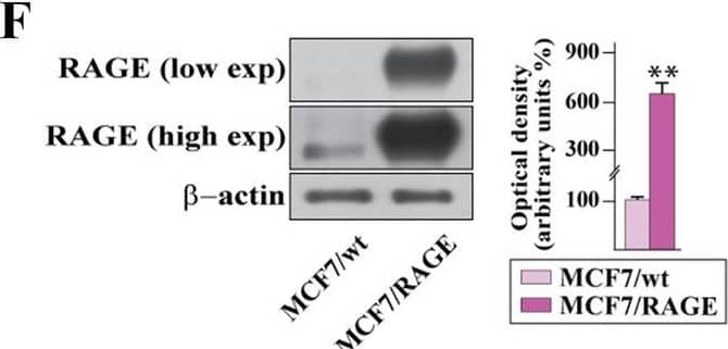 Validation of RAGE-overexpressing BC cells. A Kaplan–Meier plot showing the association of RAGE mRNA expression with the progression free interval (PFI) of the TCGA ER-positive BC patients. Samples were divided into RAGE high and low groups using the optimum cut-off. B-C Morphological appearance of wild type (MCF7/wt and T47D/wt) and RAGE-overexpressing (MCF7/RAGE and T47D/RAGE) cells in phase-contrast microscopy; scale bar: 250 μm. Enlarged details are shown in the separate boxes. Flow cytometric histograms in RAGE-overexpressing compared with wild type MCF7 (D) and T47D (E) cells. FITC, fluorescein isothiocyanate. Side panels show the percentage of RAGE-positive cells. F-G Immunoblots of RAGE in wild type (MCF7/wt and T47D/wt) and RAGE-overexpressing (MCF7/RAGE and T47D/RAGE) cells. Side panels show densitometric analysis of the blots normalized to  beta -actin, which was used as a loading control. Values represent the mean ± SD of three independent experiments performed in triplicate. H-I Evaluation of RAGE protein expression (green signal) by immunofluorescence experiment in wild type (MCF7/wt and T47D/wt) and RAGE-overexpressing (MCF7/RAGE and T47D/RAGE) cells; nuclei were stained by DAPI (blue signal). The images shown represent 10 random fields from three independent experiments. Scale bar: 25 μm. Side panels represent corrected total cell fluorescence (CTCF), which was calculated on at least 10 pictures from each sample. (*) indicates p < 0.05; (**) indicates p < 0.01; (**) indicates p < 0.001 Image collected and cropped by CiteAb from the following open publication (//pubmed.ncbi.nlm.nih.gov/37434266), licensed under a CC-BY license. Not internally tested by R&D Systems.