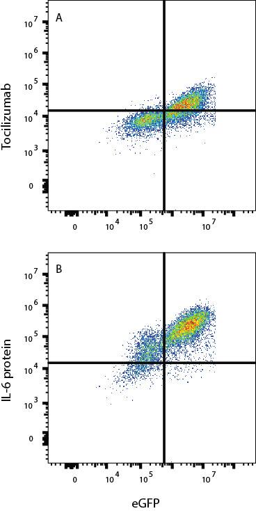 In a functional flow cytometry test, biotinylated recombinant IL-6 (50ng/mL, BT7270B) binds to HEK293 human embyonic kidney cell line transfected with human IL-6Ra and eGFP.  (A) Binding is blocked by 25 ug/mL of Human anti-Human IL-6Ra Monoclonal Antibody (Catalog# MAB11482) or (B) Protein binding only.  Protein binding was detected by staining cells with Streptavidin-APC (F0050)