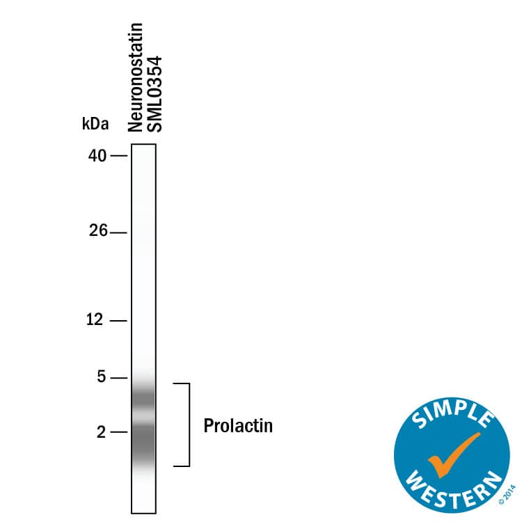 Simple Western shows lysates of Neuronostatin Peptide SML0354, loaded at 200 ng/ml. Specific bands were detected for Neuronostatin at approximately 2-4 kDa (as indicated) using 20 µg/mL of Rabbit Anti-Human Neuronostatin Monoclonal Antibody (Catalog # MAB11554). This experiment was conducted under reducing conditions and using the 2-40 kDa separation system.
