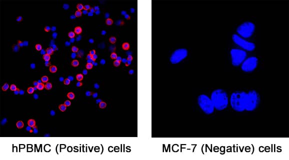 CD4 was detected in fixed hPBMC cells (Positive) and absent in MCF‑7 human breast cancer cell line (Negative) using Rabbit Anti-Human CD4 Monoclonal Antibody (Catalog # MAB11560) at 3 µg/ml for 3 hours at room temperature. Cells were stained using the NorthernLights™ 557-conjugated Anti-Rabbit IgG Secondary Antibody (red; Catalog # NL004) and counterstained with DAPI (blue). Specific staining was localized to the membrane. View our protocol for Fluorescent ICC Staining of Non-adherent Cells.