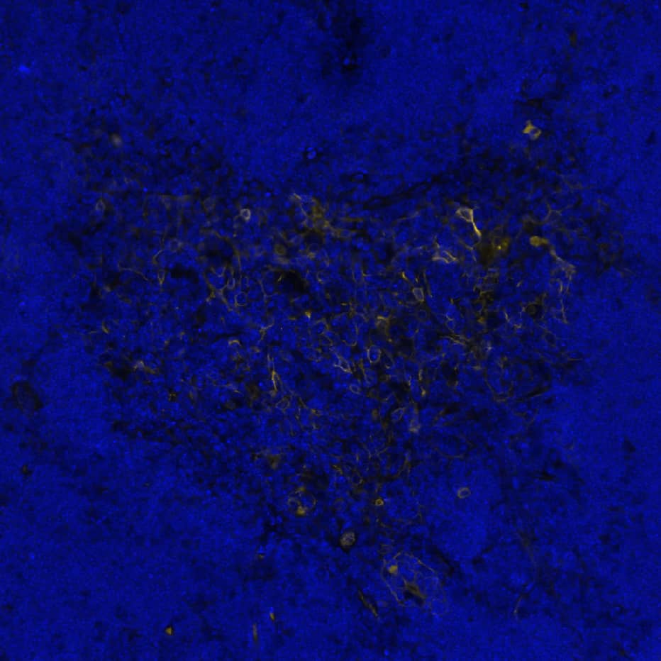 Multiplex Immunofluorescence Cytokeratin 17 Antibody (1080235) [Unconjugated]