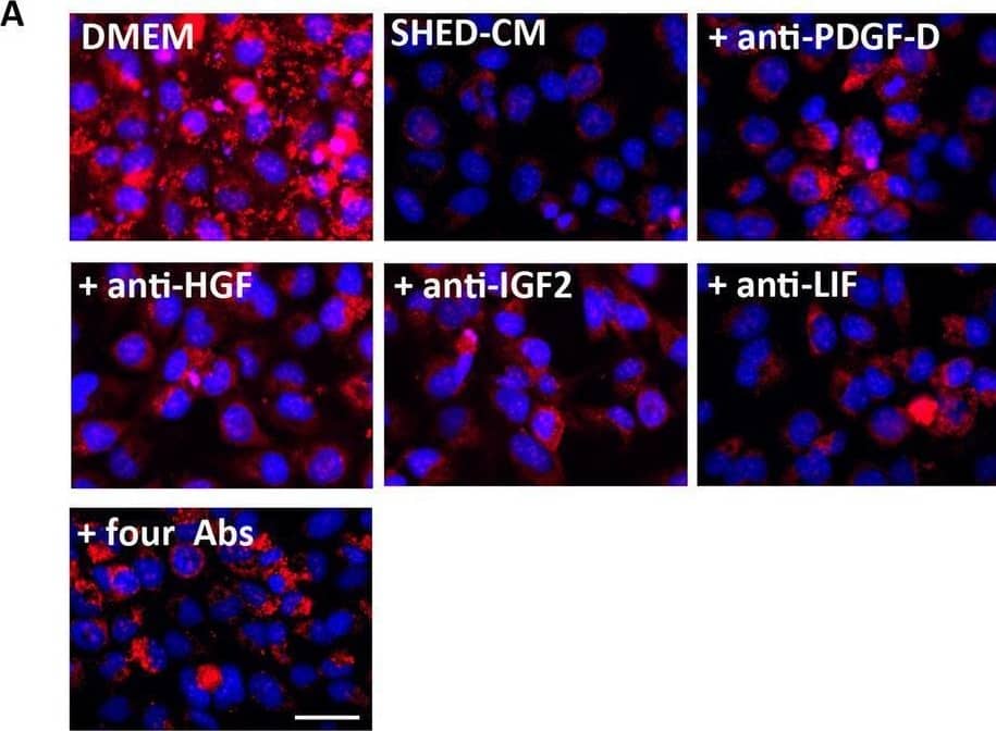 Antioxidant effect of enriched proteins in SHED-CM. (A) Representative immunofluorescence images of MitoSOX analysis with nuclear DAPI staining of human acinar cell line 24 h after irradiation. Scale bar: 100 μm. (B) Quantitative analysis of the fluorescence intensities of MitoSOX analysis. The average fluorescence intensities were significantly higher in the irradiated cells treated with SHED-CM together with anti-PDGF-D antibodies or anti-HGF antibodies than those treated with SHED-CM alone. The antioxidant effect of SHED-CM was most strongly inhibited after treatment with four neutralizing antibodies together. Comparisons between groups were analyzed using an ANOVA with Tukey's multiple comparison test. Data are represented as mean ± SD (**p < 0.01, ***p < 0.001). CM, conditioned medium; HGF, hepatocyte growth factor; Fibro, fibroblast; PDGF, platelet-derived growth factor; SHED, stem cells from human exfoliated deciduous teeth. Image collected and cropped by CiteAb from the following open publication (//pubmed.ncbi.nlm.nih.gov/36792628), licensed under a CC-BY license. Not internally tested by R&D Systems.