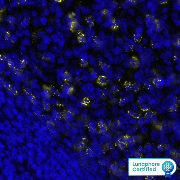 PD1 Antibody was detected in immersion fixed paraffin-embedded sections of human Tonsil using Rabbit Anti-Human PD1, Monoclonal Antibody (Catalog # MAB11638) at 15ug/mL at 37 ° Celsius for 4 minutes. Before incubation with the primary antibody, tissue underwent an all-in-one dewaxing and antigen retrieval preprocessing using PreTreatment Module (PT Module) and Dewax and HIER Buffer H (pH 9; Epredia Catalog # TA-999-DHBH).Tissue was stained using the Alexa Fluor™ Plus 647 Goat anti-Rabbit IgG Secondary Antibody at 1:200 at 37 ° Celsius for 2 minutes. (Yellow; Lunaphore Catalog # DR647RB) and counterstained with DAPI (blue; Lunaphore Catalog # DR100). Specific staining was localized to the membrane. Protocol available in COMET™ Panel Builder.