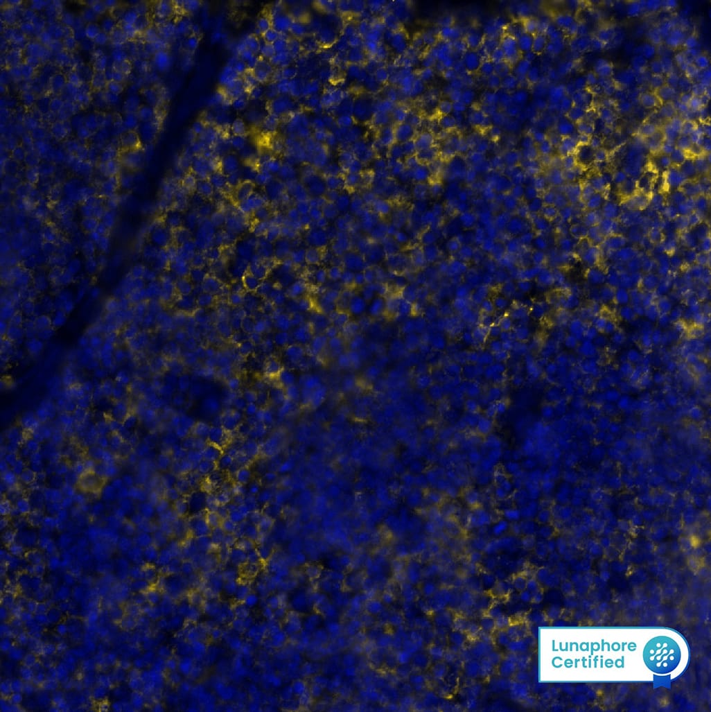 Multiplex Immunofluorescence Fc gamma RIIIB/CD16b Antibody (3163D) [Unconjugated]