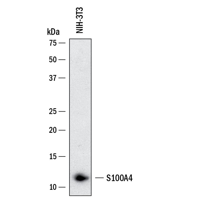 Western Blot shows lysates of NIH‑3T3 mouse embryonic fibroblast cell line. PVDF membrane was probed with 1 µg/ml of Rat Anti-Mouse S100A4 Monoclonal Antibody (Catalog # MAB11673) followed by HRP-conjugated Anti-Rat IgG Secondary Antibody (Catalog # HAF005). A specific band was detected for S100A4 at approximately 11 kDa (as indicated).  This experiment was conducted under reducing conditions and using Western Blot Buffer Group 1.