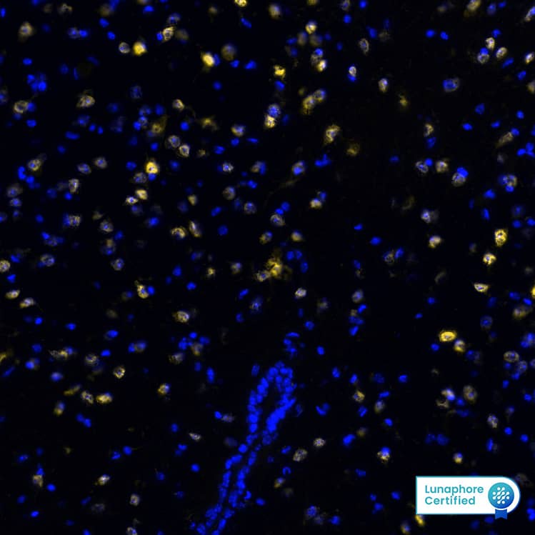 RBFOX3 was detected in perfusion fixed-frozen sections of mouse cerebral cortex using Rabbit Anti-Mouse RBFOX3, Monoclonal Antibody (Catalog# MAB11690) at 5ug/mL at 27° Celsius for 4 minutes. Before incubation with the primary antibody, tissue underwent preprocessing by incubating tissue with Multi Staining Buffer (Lunaphore Catalog # BU06) for 5minutes at room temperature followed by a 20 minute incubation in Tris-Buffered Saline + 0.2% Triton at room temperature. Tissue was stained using the Alexa Fluor™ Plus 555 Goat anti-Rabbit IgG Secondary Antibody at 1:100 at 37 ° Celsius for 2 minutes. (Yellow; Lunaphore Catalog # DR555RB) and counterstained with DAPI (blue; Lunaphore Catalog # DR100). Specific staining was localized to the cytoplasm and nucleus. Protocol available in COMET™ Panel Builder.