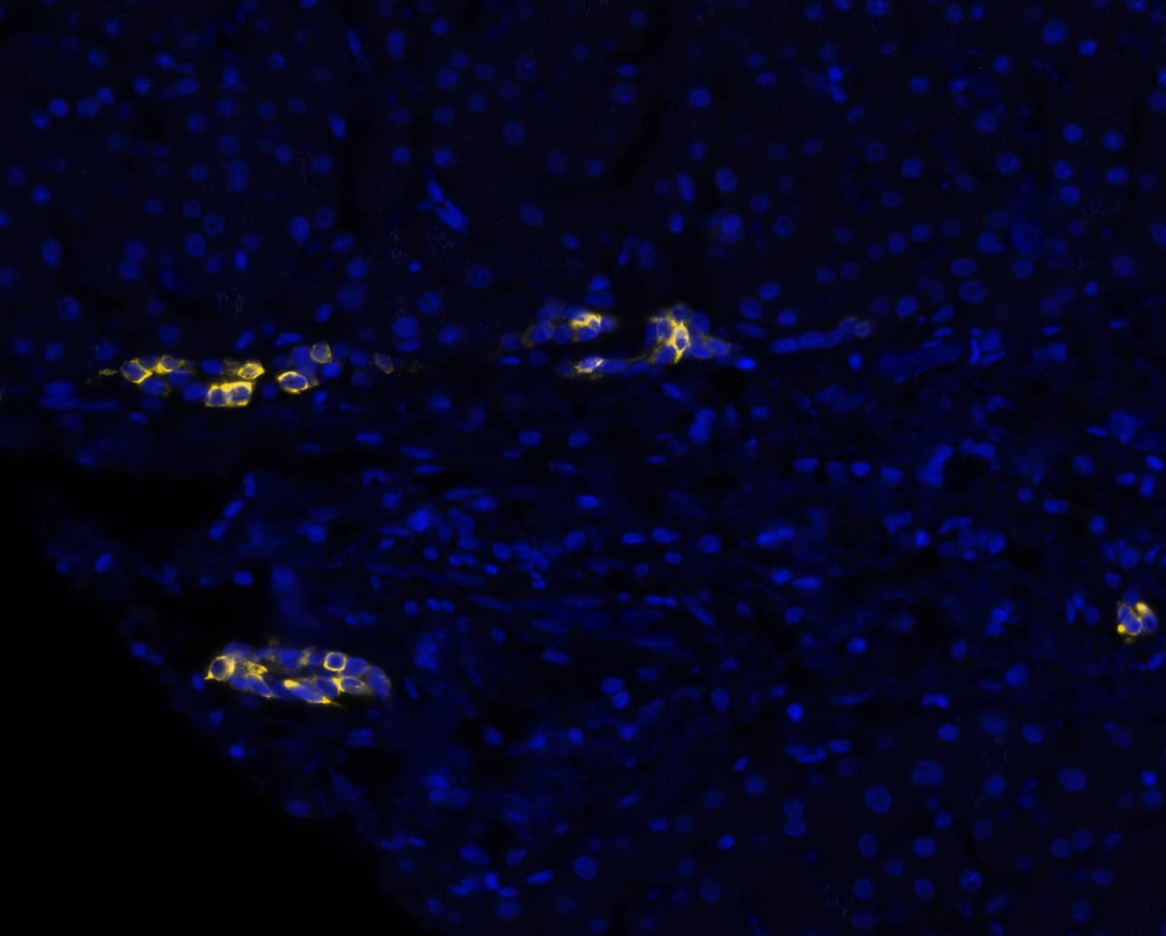 Cytokeratin 7 was detected in immersion fixed paraffin-embedded sections of human liver using Rabbit Anti-Human Cytokeratin 7, Monoclonal Antibody (Catalog# MAB11701) at 1ug/mL at 37 ° Celsius for 4 minutes. Before incubation with the primary antibody, tissue underwent an all-in-one dewaxing and antigen retrieval preprocessing using PreTreatment Module (PT Module) and Dewax and HIER Buffer H (pH 9; Epredia Catalog #TA-999-DHBH). Tissue was stained using the Alexa Fluor™ Plus 647 Goat anti-Rabbit IgG Secondary Antibody at 1:200 at 37 ° Celsius for 2 minutes. (Yellow; Lunaphore Catalog # DR647RB) and counterstained with DAPI (blue; Lunaphore Catalog # DR100). Specific staining was localized to the cytoplasm. Protocol available in COMET™ Panel Builder.