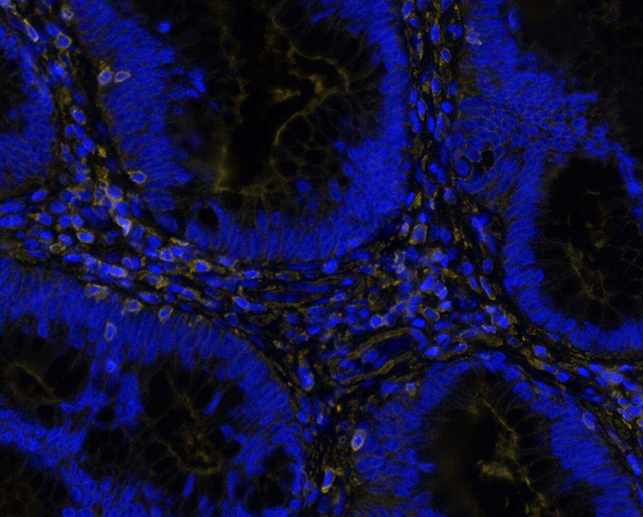Beta-actin was detected in immersion fixed paraffin-embedded sections of human colon using Rat Anti-Mouse Beta-actin, Monoclonal Antibody (Catalog# MAB11702) at 0.05ug/mL at 37 ° Celsius for 4 minutes. Before incubation with the primary antibody, tissue underwent an all-in-one dewaxing and antigen retrieval preprocessing using PreTreatment Module (PT Module)and Dewax and HIER Buffer H (pH 9; Epredia Catalog #TA-999-DHBH). Tissue was stained using the Alexa Fluor™ 647 Goat anti-Rat IgG Secondary Antibody at 1:200 at 37 ° Celsius for 2 minutes. (Yellow; Lunaphore Catalog # DR647RT) and counterstained with DAPI (blue; Lunaphore Catalog # DR100). Specific staining was localized to the cytoplasm. Protocol available in COMET™ Panel Builder.​​