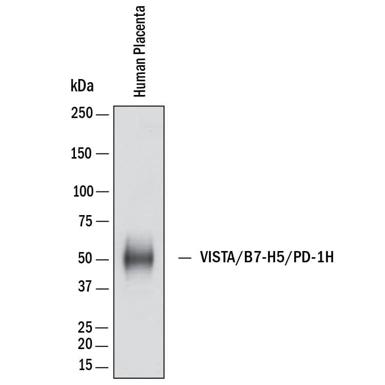Western Blot shows lysates of human placenta. PVDF membrane was probed with 1 µg/ml of Rabbit Anti-Human VISTA/B7-H5/PD-1H Monoclonal Antibody (Catalog # MAB11712) followed by HRP-conjugated Anti-Rabbit IgG Secondary Antibody (Catalog # HAF008). A specific band was detected for VISTA/B7-H5/PD-1H at approximately 55 kDa (as indicated).  This experiment was conducted under reducing conditions and using Western Blot Buffer Group 1.