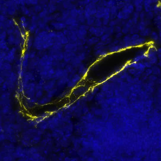 CD31 was detected in immersion fixed paraffin-embedded sections of Mouse Thymus using Rat Anti-Mouse CD31, Monoclonal Antibody (Catalog # MAB11714) at 3ug/mL at 37 ° Celsius for 4 minutes. Before incubation with the primary antibody, tissue underwent an all-in-one dewaxing and antigen retrieval preprocessing using PreTreatment Module (PT Module) and Dewax and HIER Buffer H (pH 9; Epredia Catalog # TA-999-DHBH). Tissue was stained using the Alexa Fluor™ 647 Goat anti-Rat IgG Secondary Antibody at 1:200 at 37 ° Celsius for 2 minutes. (Yellow; Lunaphore Catalog # DR647RT) and counterstained with DAPI (blue; Lunaphore Catalog # DR100). Specific staining was localized to the membrane. Protocol available in COMET™ Panel Builder.​​