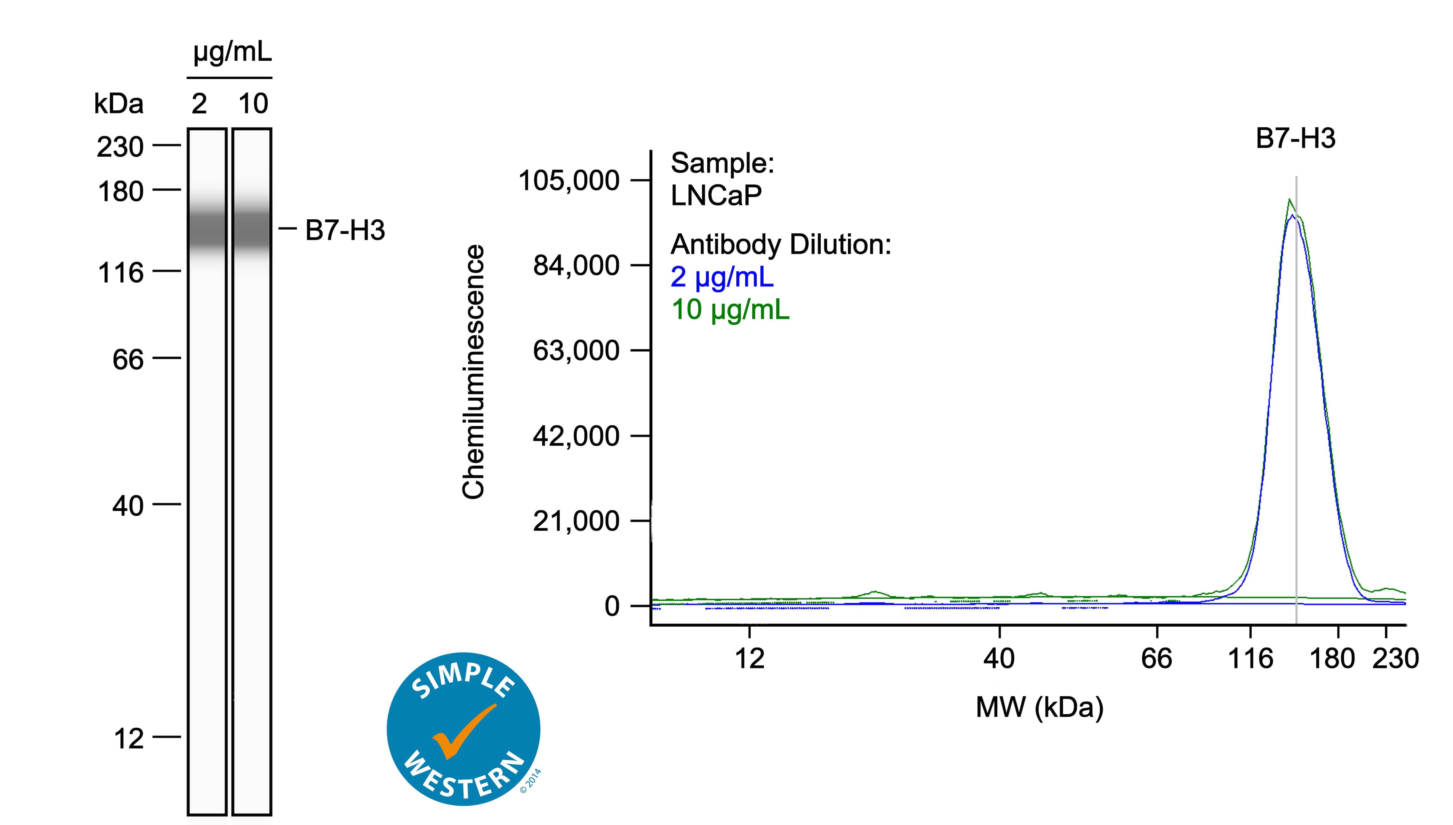 Left: Simple Western lane view shows lysates of LNCaP human prostate cancer cell line, loaded at 0.1 mg/ml. A specific band was detected for B7‑H3 at approximately 149 kDa (as indicated) using both 2 µg/ml and 10 µg/ml of Rabbit Anti-Human B7‑H3 Monoclonal Antibody (Catalog # MAB11721) followed by HRP-conjugated Goat Anti-Rabbit Secondary Antibody (Catalog # 042-206). This experiment was conducted under reducing conditions and using the 12-230kDa separation system. Right: Simple Western electropherogram showing the same Rabbit Anti-Human B7‑H3 Monoclonal Antibody (Catalog # MAB11721) tested at 2 µg/ml (blue line) and 10 µg/ml (green line) in the LNCaP human prostate cancer cell line.