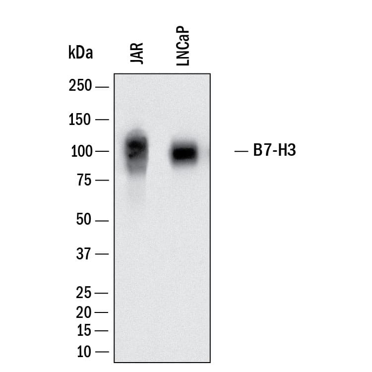 Western Blot shows lysates of JAR human choriocarcinoma cell line and LNCaP human prostate cancer cell line. PVDF membrane was probed with 0.25 µg/ml of Rabbit Anti-Human B7‑H3 Monoclonal Antibody (Catalog # MAB11721) followed by HRP-conjugated Anti-Rabbit IgG Secondary Antibody (Catalog # HAF008). A specific band was detected for B7‑H3 at approximately 90-110 kDa (as indicated).  This experiment was conducted under reducing conditions and using Western Blot Buffer Group 1.