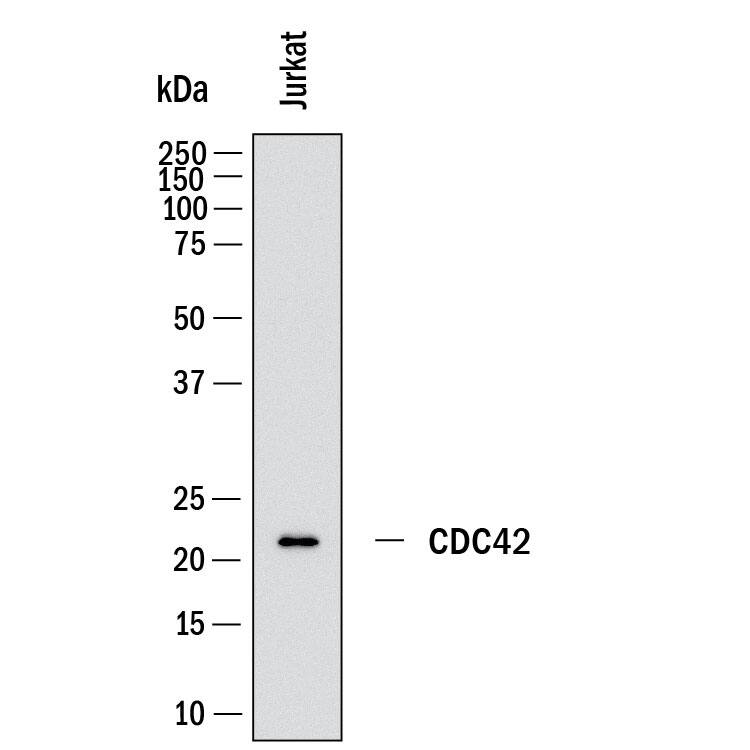 Western Blot shows lysates of Jurkat human acute T cell leukemia cell line. PVDF membrane was probed with 2 µg/ml of Rabbit Anti-Human CDC42 Monoclonal Antibody (Catalog # MAB11765) followed by HRP-conjugated Anti-Rabbit IgG Secondary Antibody (Catalog # HAF008). A specific band was detected for CDC42 at approximately 21 kDa (as indicated).  This experiment was conducted under reducing conditions and using Western Blot Buffer Group 1.