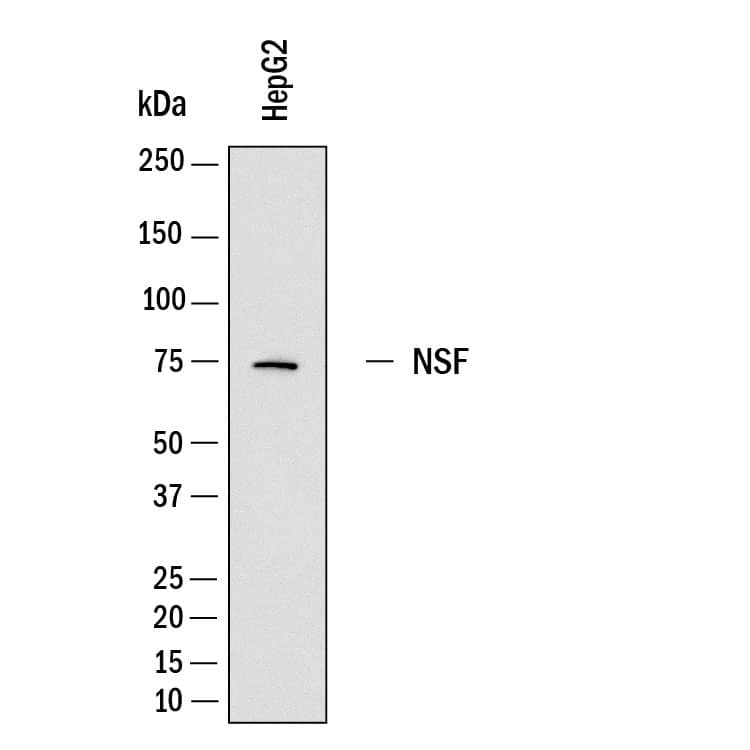 Western Blot shows lysates of HepG2 human hepatocellular carcinoma cell line. PVDF membrane was probed with 0.5 µg/ml of Rabbit Anti-Human NSF Monoclonal Antibody (Catalog # MAB11766) followed by HRP-conjugated Anti-Rabbit IgG Secondary Antibody (Catalog # HAF008). A specific band was detected for NSF at approximately 75 kDa (as indicated).  This experiment was conducted under reducing conditions and using Western Blot Buffer Group 1.