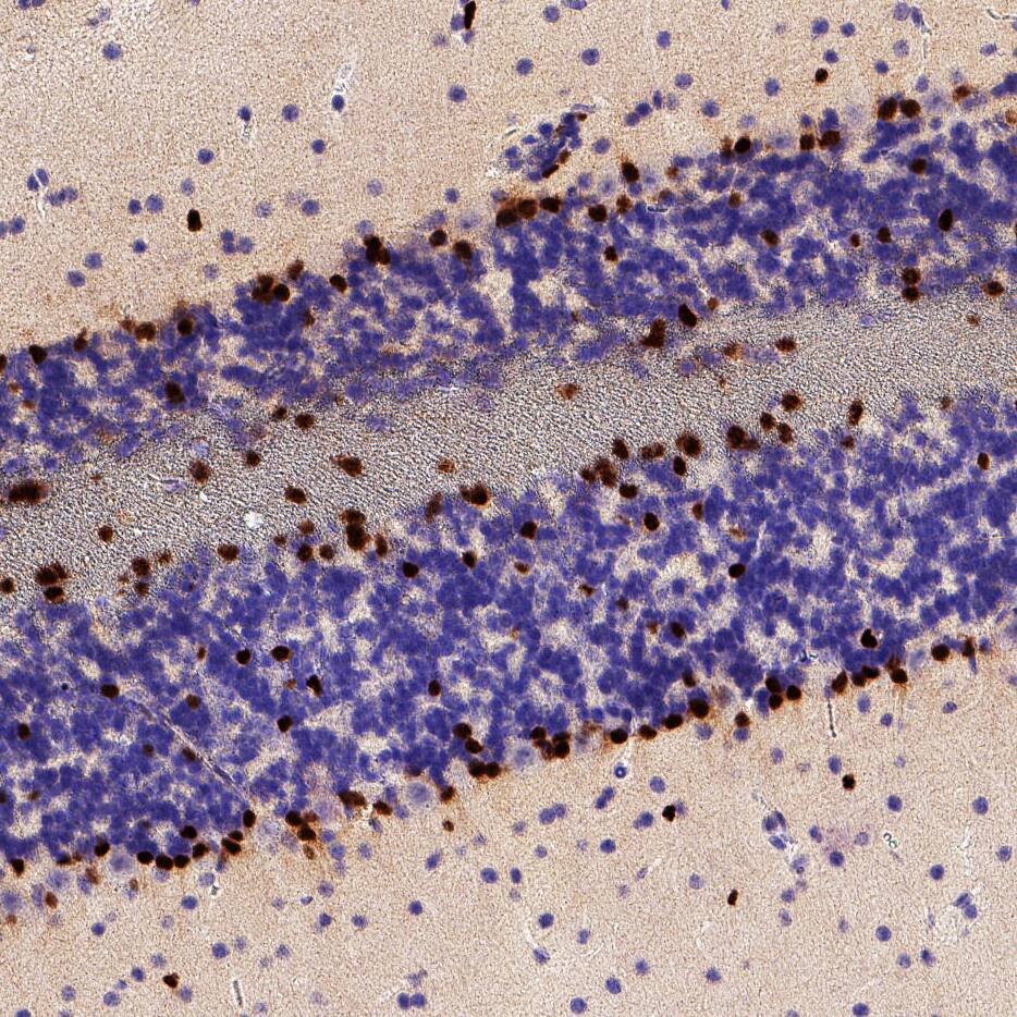 SOX10 was detected in immersion fixed paraffin-embedded sections of mouse cerebellum using Rat Anti-Mouse SOX10 Monoclonal Antibody (Catalog # MAB11810) at 5 µg/ml overnight at 4 &deg;C. Before incubation with the primary antibody, tissue was subjected to heat-induced epitope retrieval using VisUCyte Antigen Retrieval Reagent-Basic (<a class=