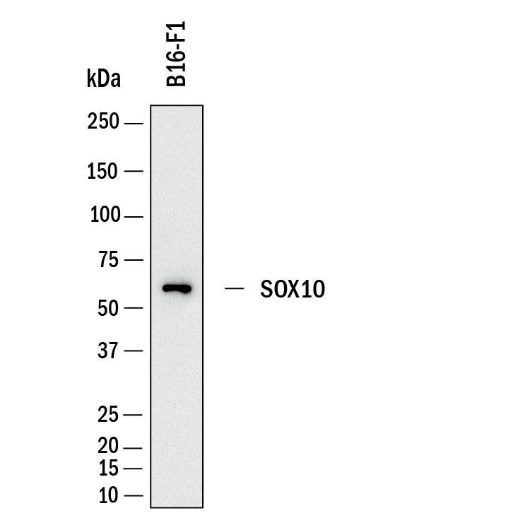 Western Blot shows lysates of B16‑F1 mouse melanoma cell line. PVDF membrane was probed with 2 µg/ml of Rat Anti-Mouse SOX10 Monoclonal Antibody (Catalog # MAB11810) followed by HRP-conjugated Anti-Rat IgG Secondary Antibody (<a class=