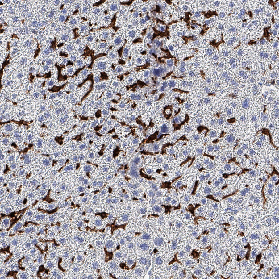 F4/80 was detected in perfusion fixed paraffin-embedded sections of mouse liver using Rat Anti-Mouse F4/80 Monoclonal Antibody (Catalog # MAB11811) at 5 µg/ml overnight at 4 &deg;C. Before incubation with the primary antibody, tissue was subjected to heat-induced epitope retrieval using VisUCyte Antigen Retrieval Reagent-Basic (<a class=