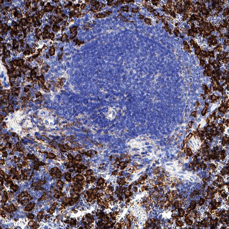 F4/80 was detected in perfusion fixed paraffin-embedded sections of mouse spleen using Rat Anti-Mouse F4/80 Monoclonal Antibody (Catalog # MAB11811) at 5 µg/ml overnight at 4 &deg;C. Before incubation with the primary antibody, tissue was subjected to heat-induced epitope retrieval using VisUCyte Antigen Retrieval Reagent-Basic (<a class=