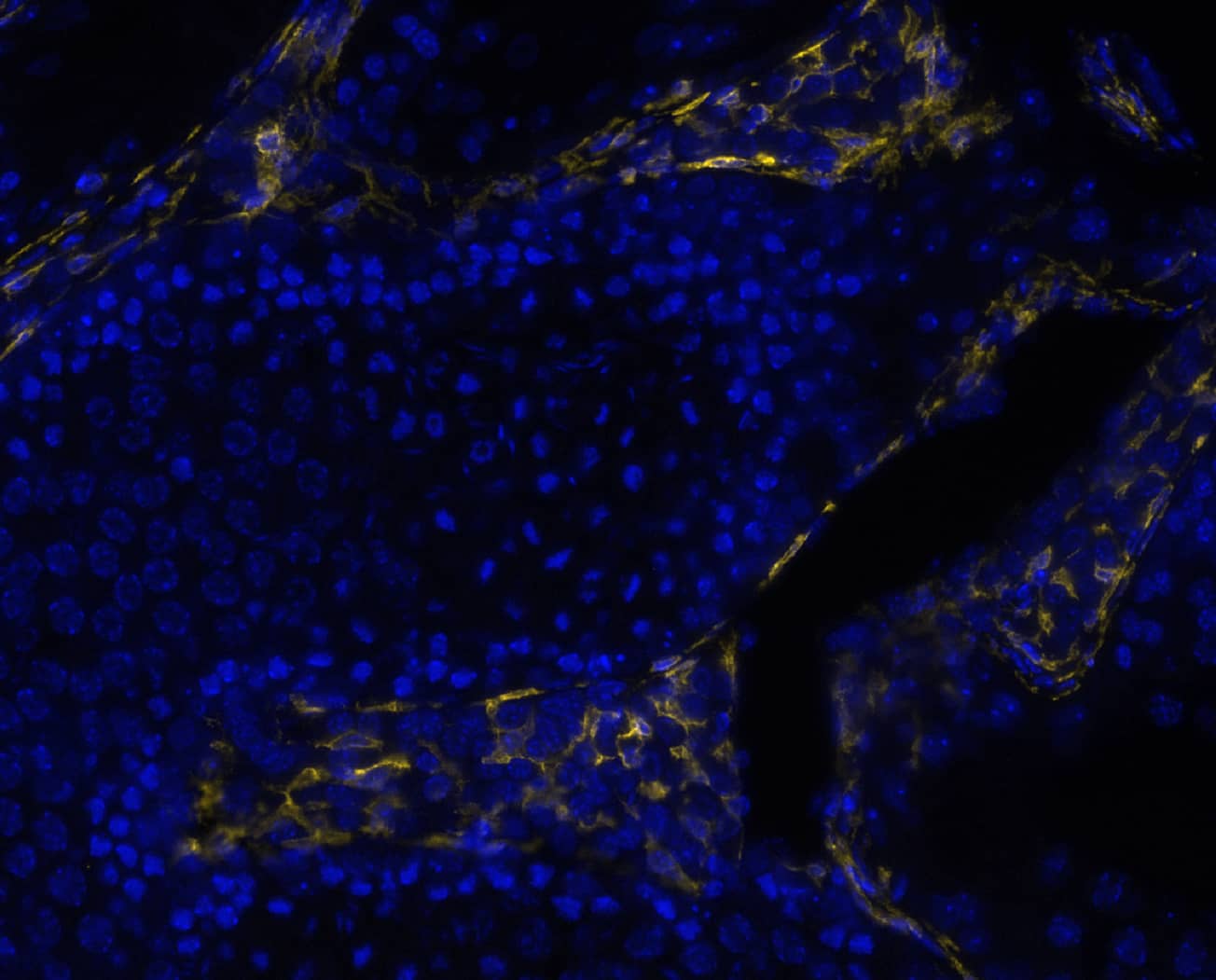 EMR-1 was detected in immersion fixed paraffin-embedded sections of mouse testis using Rat Anti-Mouse EMR-1 Monoclonal Antibody (Catalog # MAB11811) at 3ug/mL at 37 ° Celsius for 4 minutes. Before incubation with the primary antibody, tissue underwent an all-in-one dewaxing and antigen retrieval preprocessing using PreTreatment Module (PT Module) and Dewax and HIER Buffer H (pH 9; Epredia Catalog # TA-999-DHBH). Tissue was stained using the Alexa Fluor™ 647 Goat anti-Rat IgG Secondary Antibody at 1:200 at 37 ° Celsius for 2 minutes. (Yellow; Lunaphore Catalog # <A class=