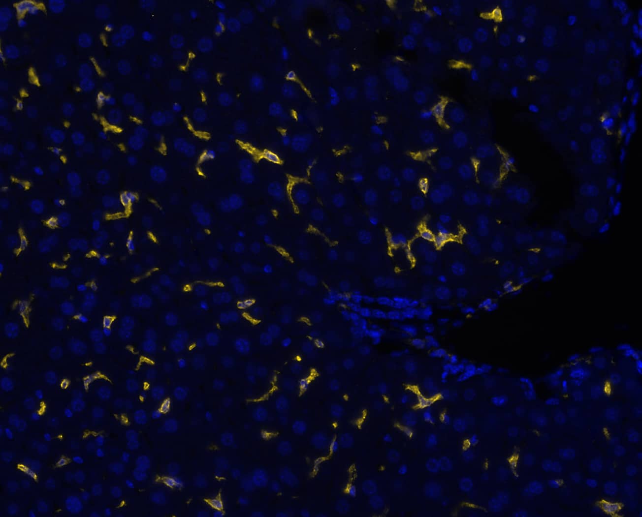 EMR-1 was detected in immersion fixed paraffin-embedded sections of mouse liver using Rat Anti-Mouse EMR-1 Monoclonal Antibody (Catalog # MAB11811) at 3ug/mL at 37 ° Celsius for 4 minutes. Before incubation with the primary antibody, tissue underwent an all-in-one dewaxing and antigen retrieval preprocessing using PreTreatment Module (PT Module) and Dewax and HIER Buffer H (pH 9; Epredia Catalog # TA-999-DHBH). Tissue was stained using the Alexa Fluor™ 647 Goat anti-Rat IgG Secondary Antibody at 1:200 at 37 ° Celsius for 2 minutes. (Yellow; Lunaphore Catalog # <A class=