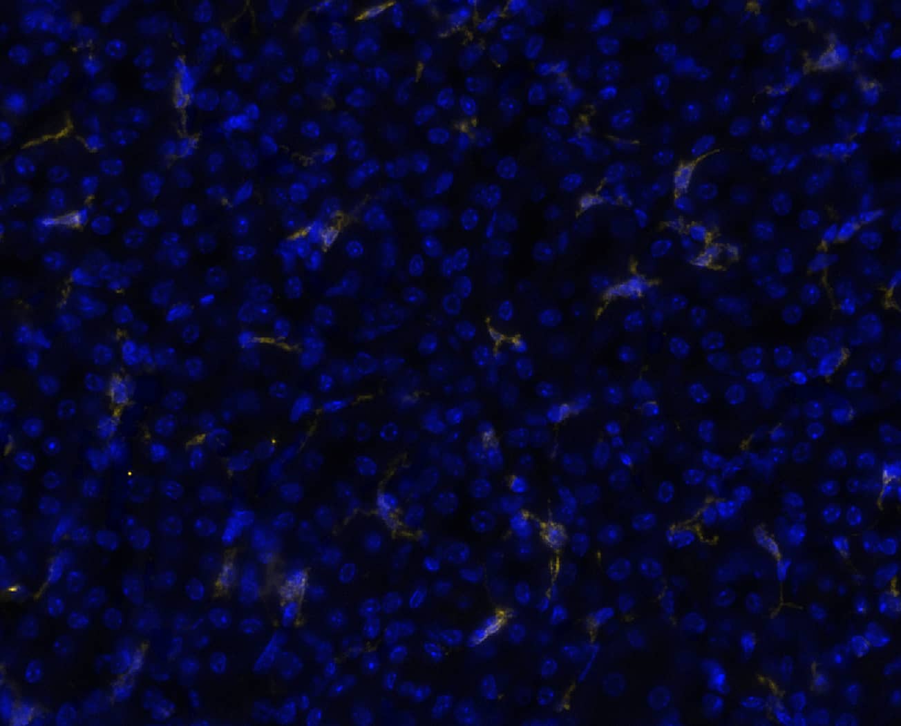 EMR-1 was detected in immersion fixed paraffin-embedded sections of mouse kidney using Rat Anti-Mouse EMR-1 Monoclonal Antibody (Catalog # MAB11811) at 3ug/mL at 37 ° Celsius for 4 minutes. Before incubation with the primary antibody, tissue underwent an all-in-one dewaxing and antigen retrieval preprocessing using PreTreatment Module (PT Module) and Dewax and HIER Buffer H (pH 9; Epredia Catalog # TA-999-DHBH). Tissue was stained using the Alexa Fluor™ 647 Goat anti-Rat IgG Secondary Antibody at 1:200 at 37 ° Celsius for 2 minutes. (Yellow; Lunaphore Catalog # <A class=